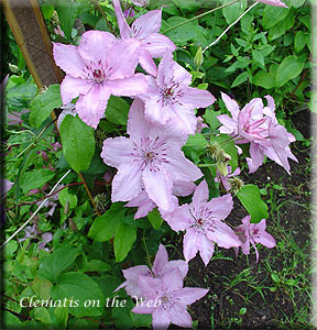 Clematis photograph