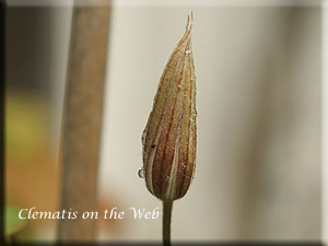 Clematis photograph