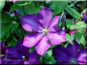 Clematis photograph