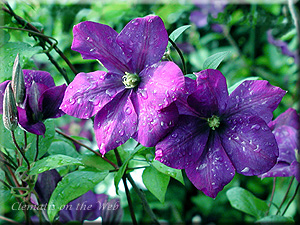 Clematis photograph