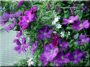 Clematis photograph