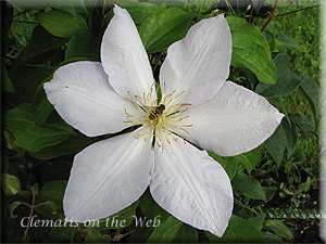 Clematis photograph