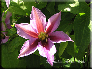 Clematis photograph