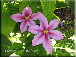 Clematis photograph