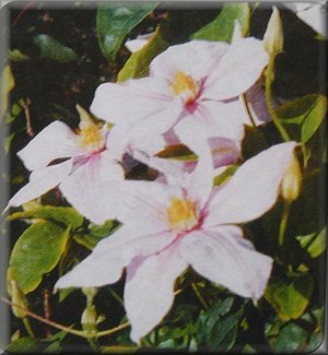 Clematis photograph