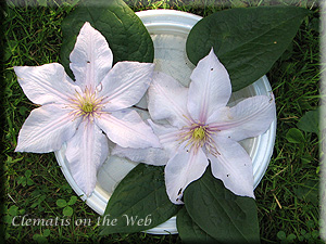 Clematis photograph