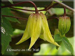 Clematis photograph