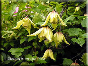 Clematis photograph