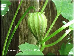 Clematis photograph