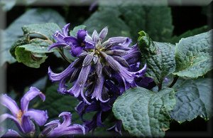 Clematis photograph