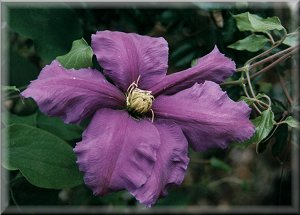 Clematis photograph