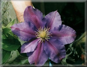 Clematis photograph