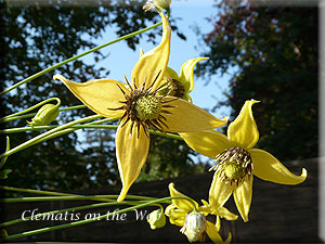 Clematis photograph