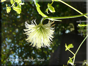 Clematis photograph