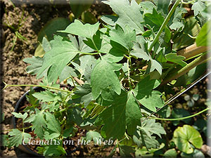 Clematis photograph