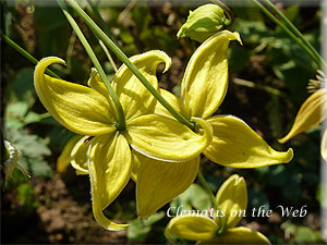 Clematis photograph