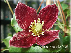 Clematis photograph