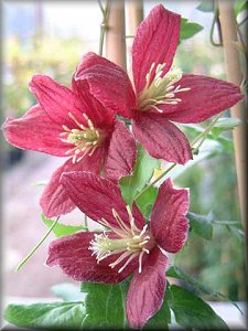 Clematis photograph