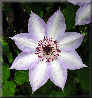 Clematis photograph