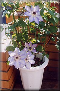 Clematis photograph