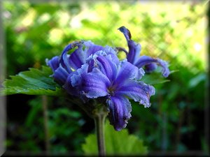 Clematis photograph