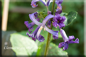 Clematis photograph