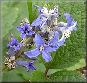 Clematis photograph