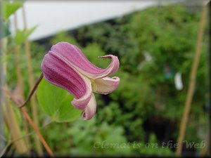 Clematis photograph