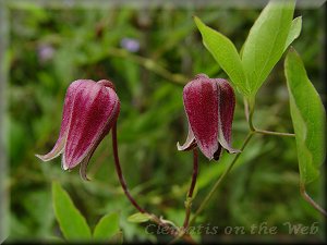 Clematis photograph