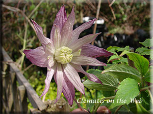 Clematis photograph