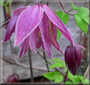 Clematis photograph