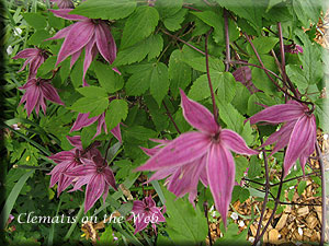 Clematis photograph