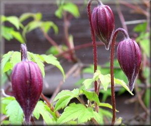 Clematis photograph