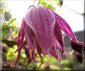 Clematis photograph