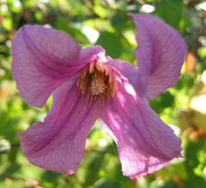 Clematis photograph