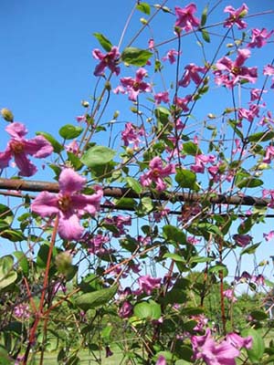 Clematis photograph