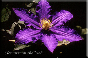 Clematis photograph