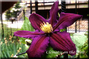 Clematis photograph