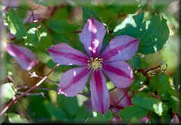 Clematis photograph