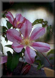 Clematis photograph