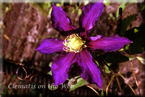 Clematis photograph