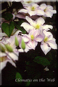 Clematis photograph