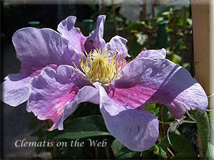 Clematis photograph