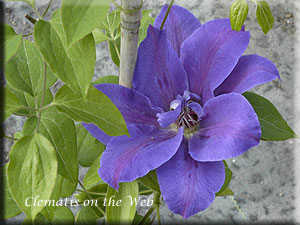 Clematis photograph