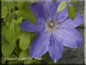 Clematis photograph