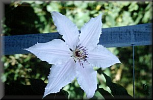 Clematis photograph