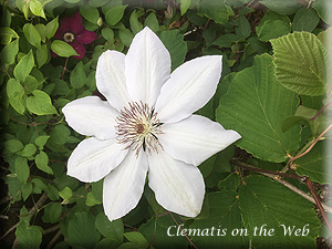 Clematis photograph