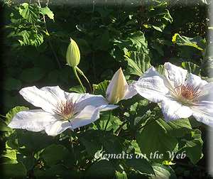 Clematis photograph