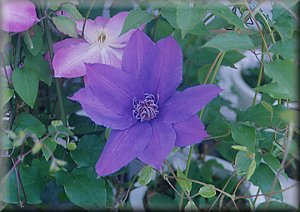 Clematis photograph