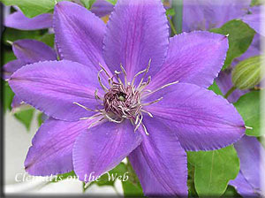 Clematis photograph